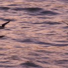 Skimmers